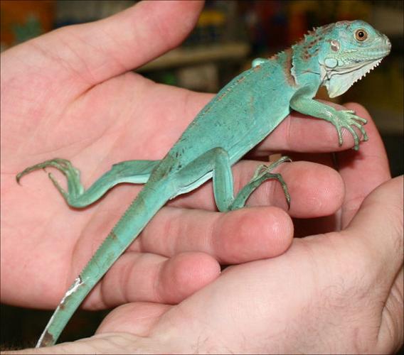 w-BI-Blue Iguana.jpg