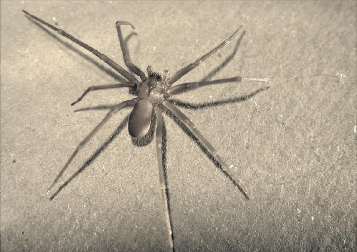 Venomous brown recluse spider removed from woman's left ear, Spiders
