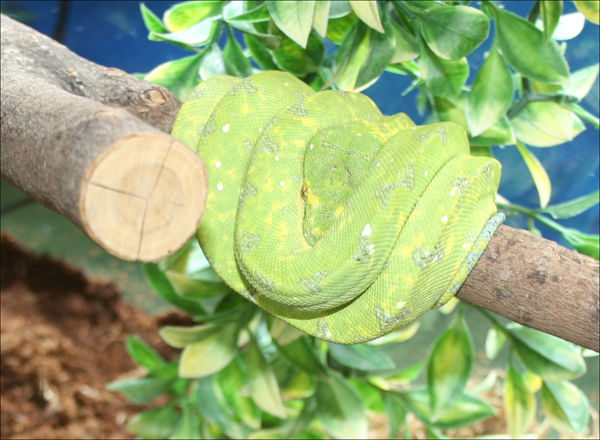w-BI-Green Tree Snake.jpg