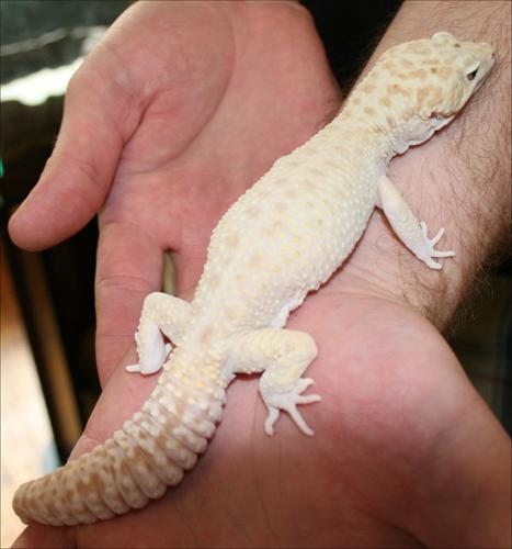 w-BI-Leopard Gecko.jpg
