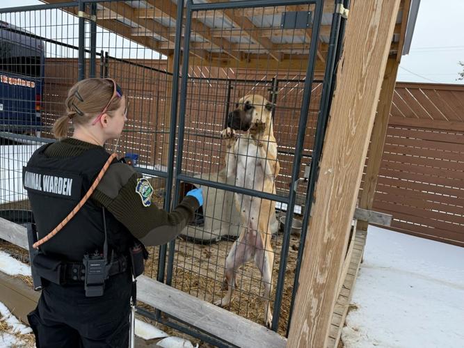 020426-roa-va-dogs-p1