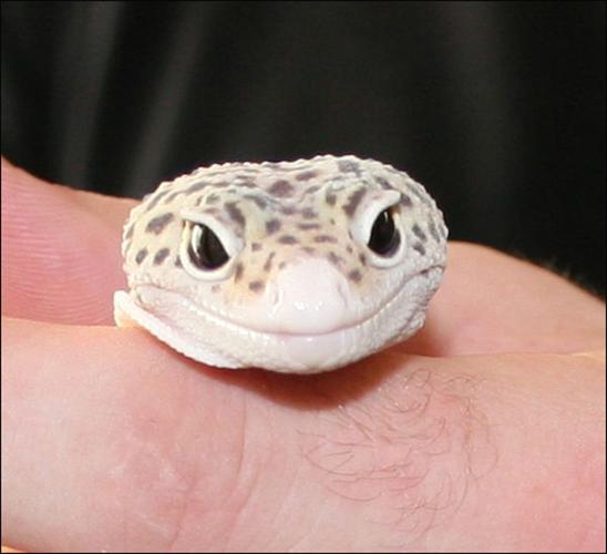 w-BI-Smiling Leopard Gecko.jpg