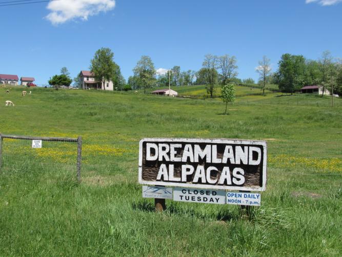 Dreamland Alpacas