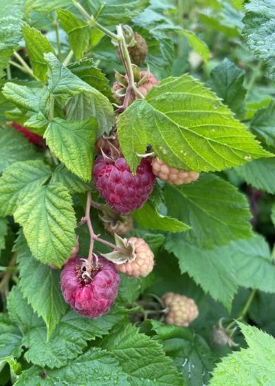 Raspberry Pruning Myers