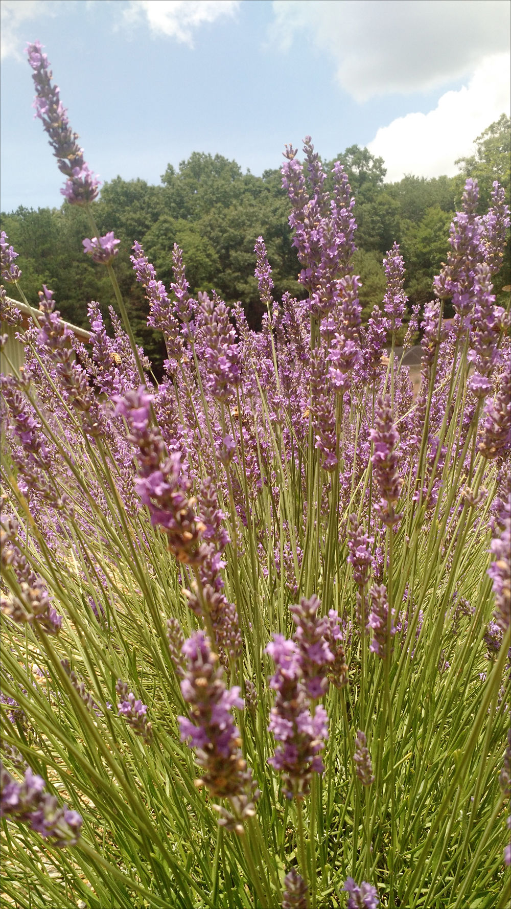Finding the sweet scent of lavender in Southwest Virginia Floyd News