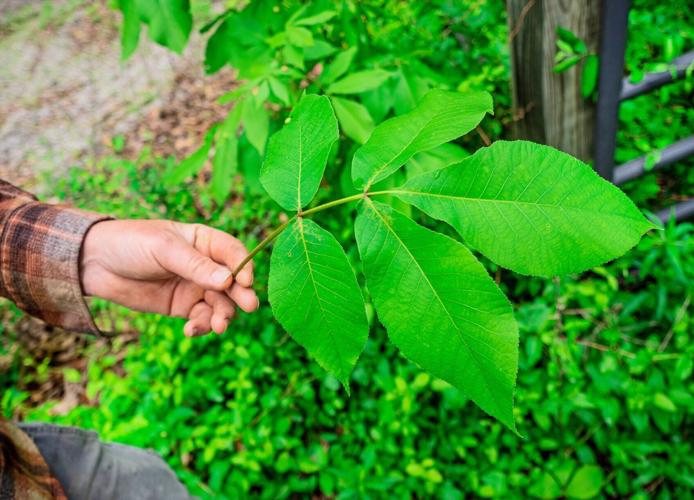 Scratch - Illinois botanical