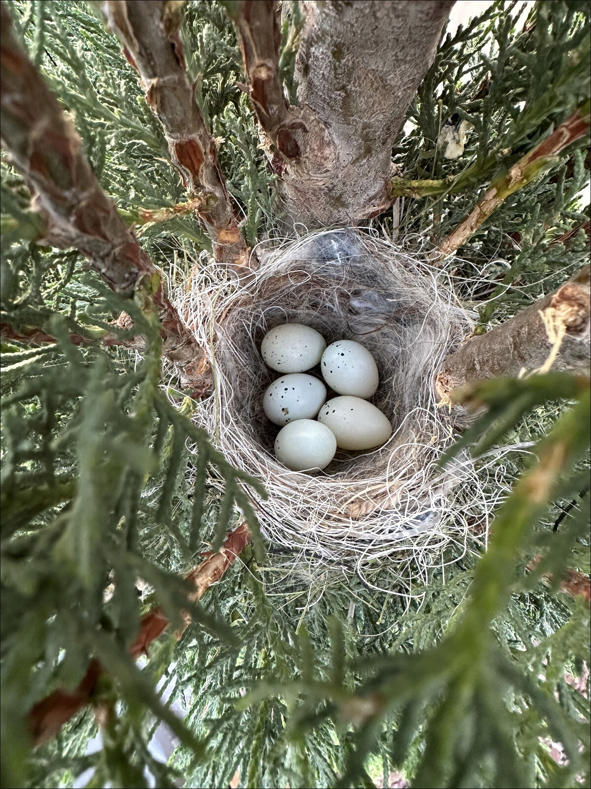 Individuals Sought To Help NestWatch Document Changing Habits Of ...