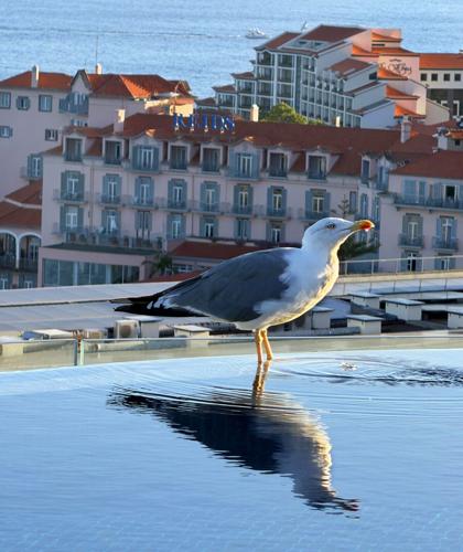 Seagull excepted from the rule only The Reserve guests use the infinity pool at the Savoy Palace, Madeira.