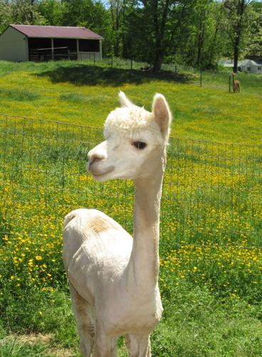 Dreamland Alpacas