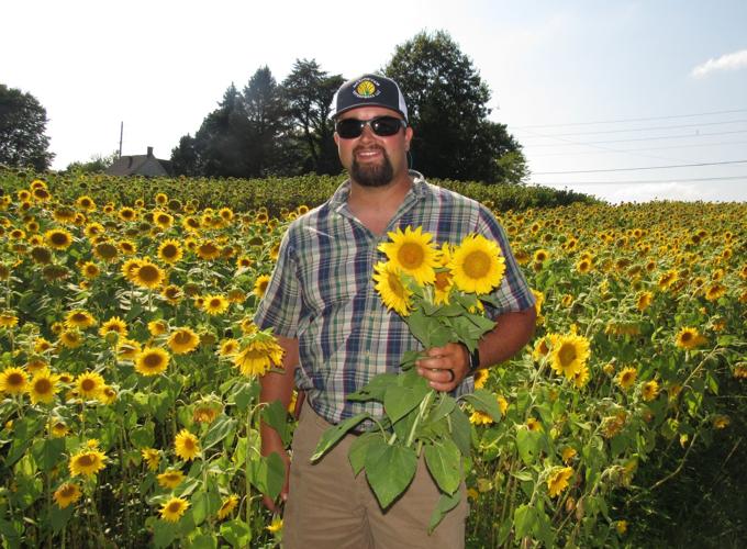 Sunflowers