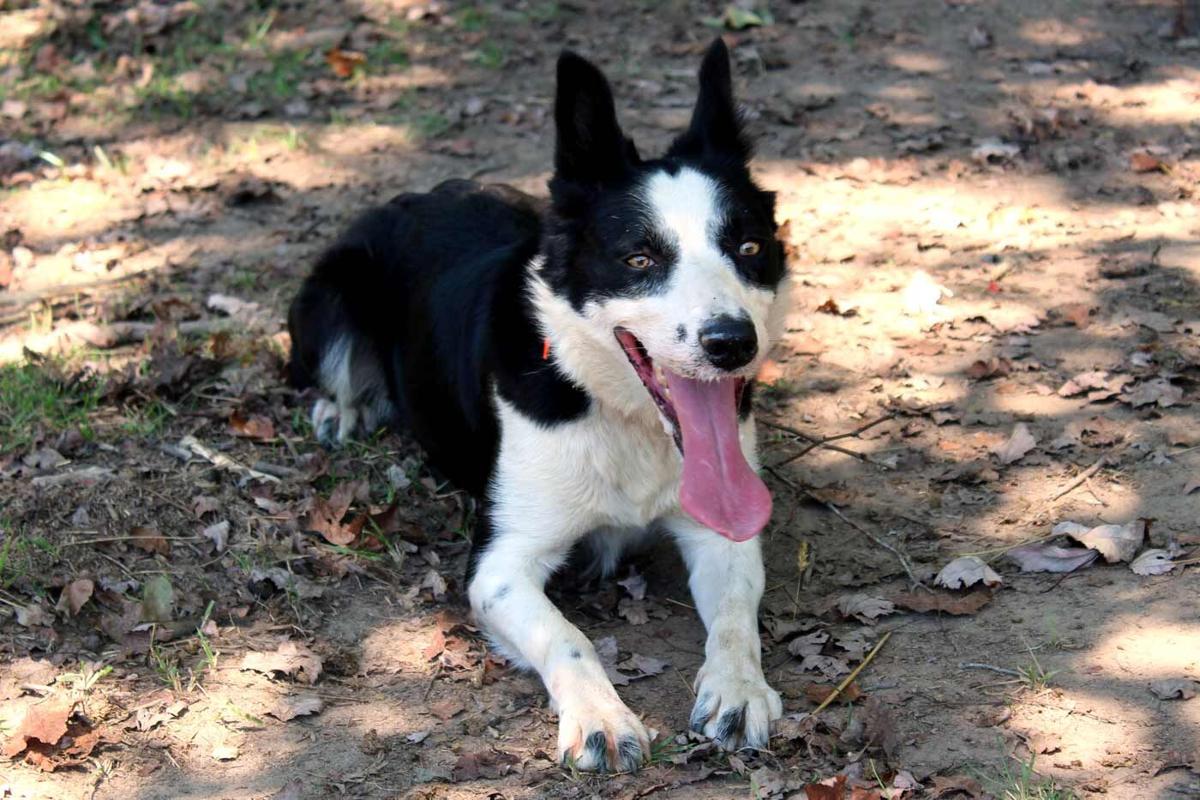 Farm Dog