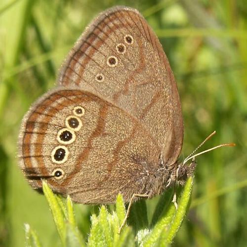 Mitchell's Satyr butterfly