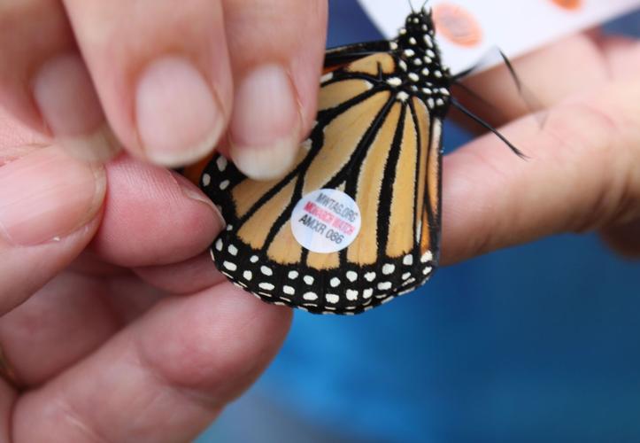 092326-wyt-news-MonarchRelease-p2.jpg