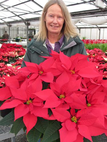Indoor Farms Greenhouses