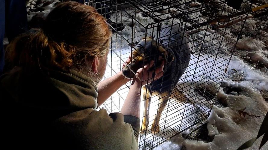 021326-lna-news-dogrescue-p2