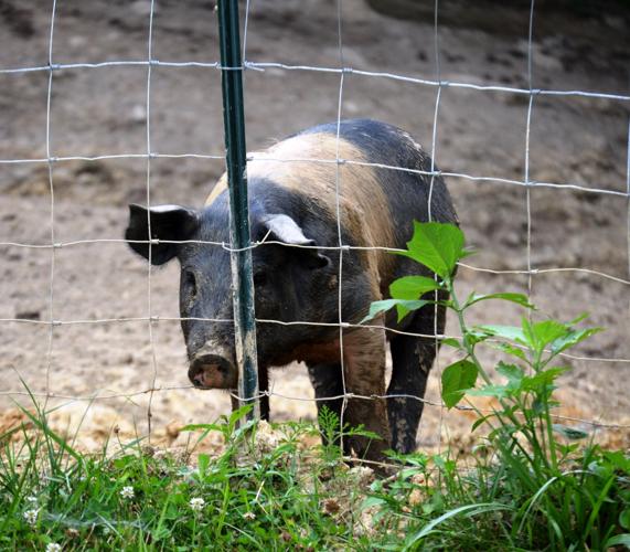 Black Hollow Hogs
