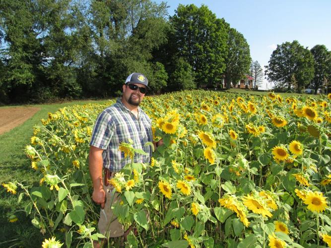 Sunflowers