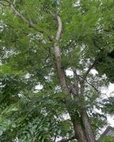 Caring for established trees in hot dry weather