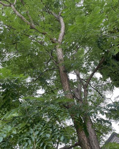 Myers-Tree Care