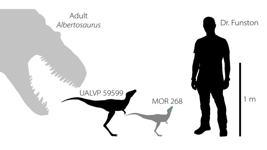 Baby tyrannosaurs were about the same size as a dog, new research shows