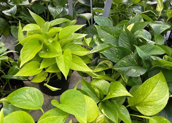 Myers Pothos plants