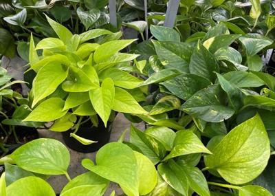 Myers Pothos plants