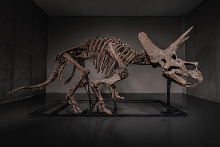 Triceratops Skeleton Auction