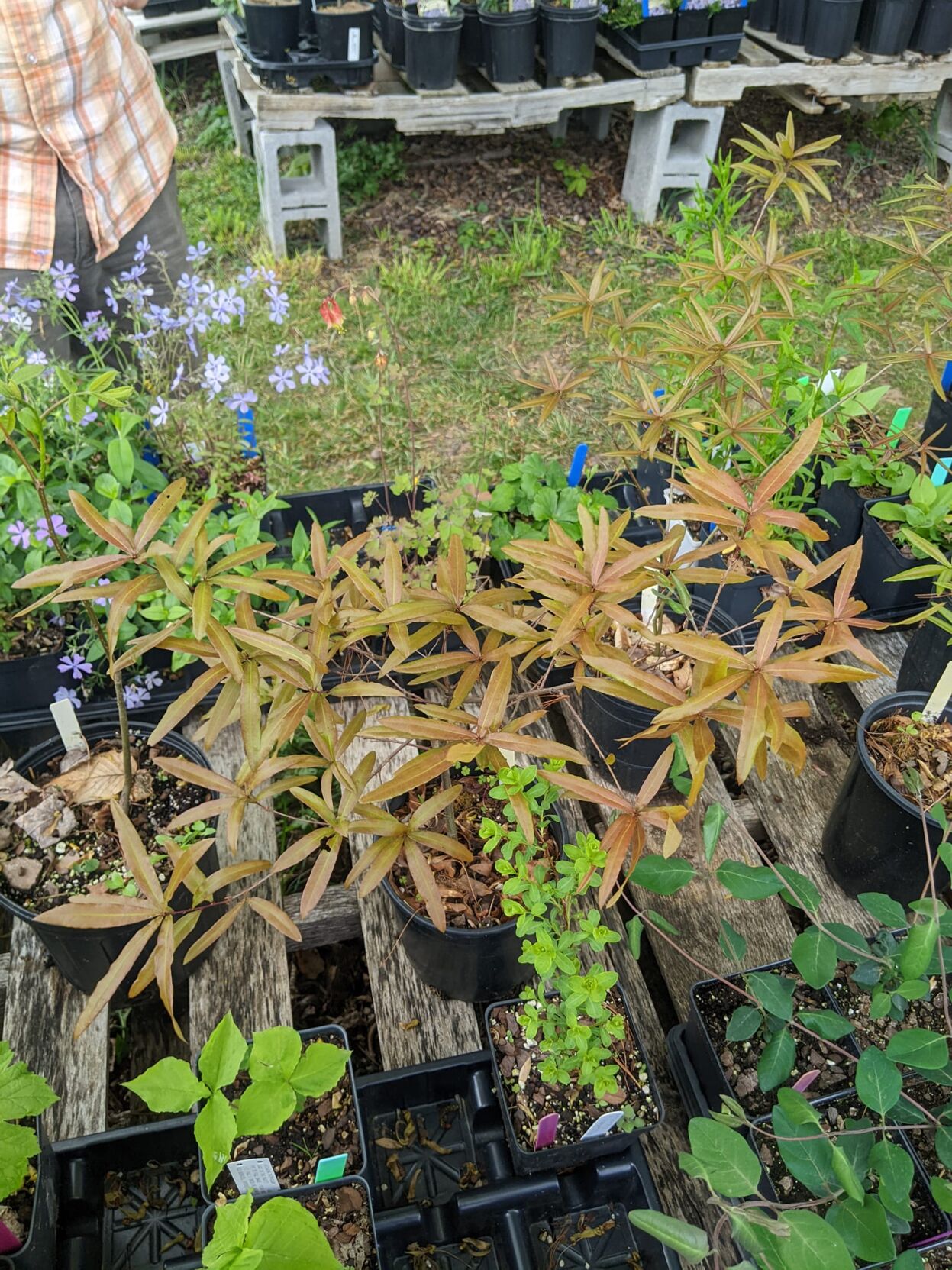 Wood Thrush Native Nursery’s Open House