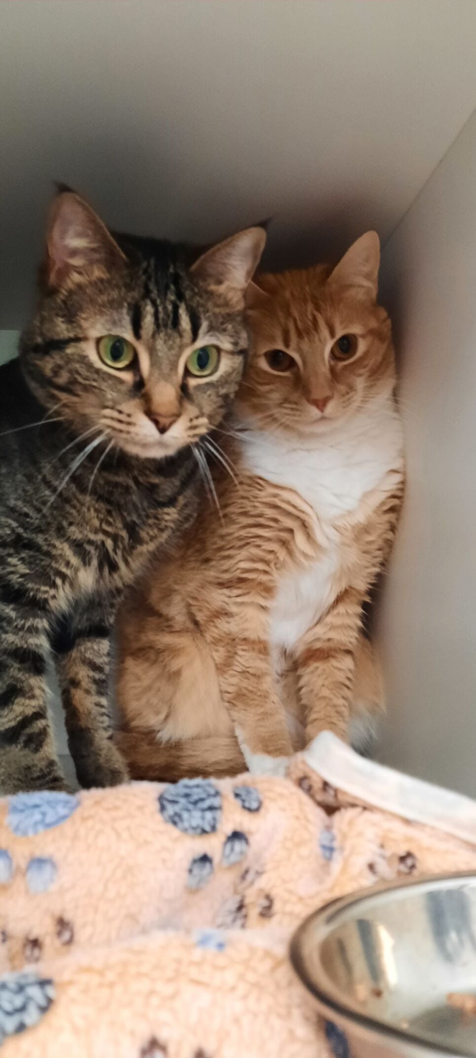 pets of the week 6126