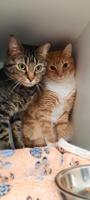 Pets of the Week