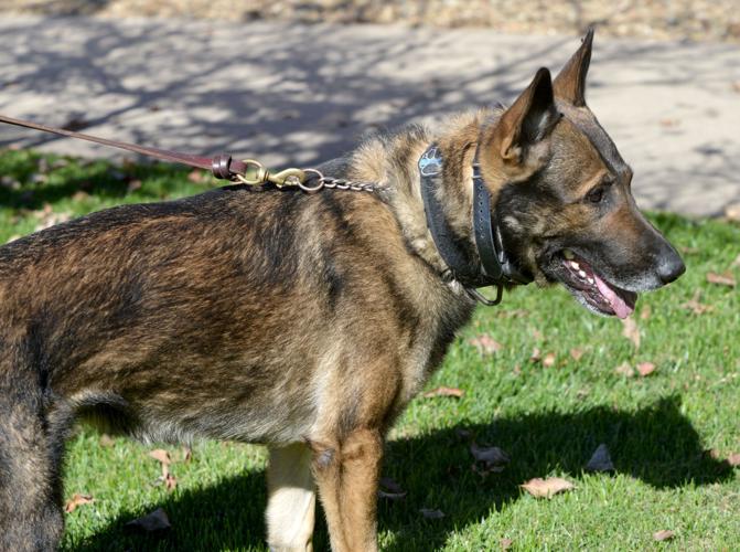 K-9 Unit