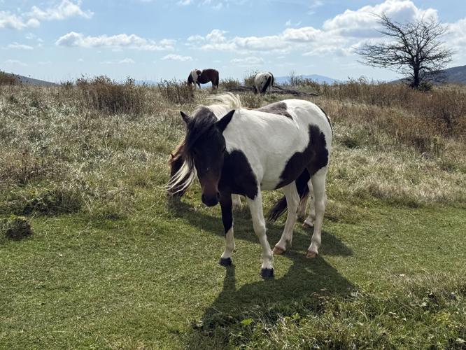 Wild Ponies along AT near Elk Garden Trailhead 2