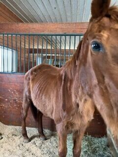 Horses Recover from Byrd's Nest Retirement Farm