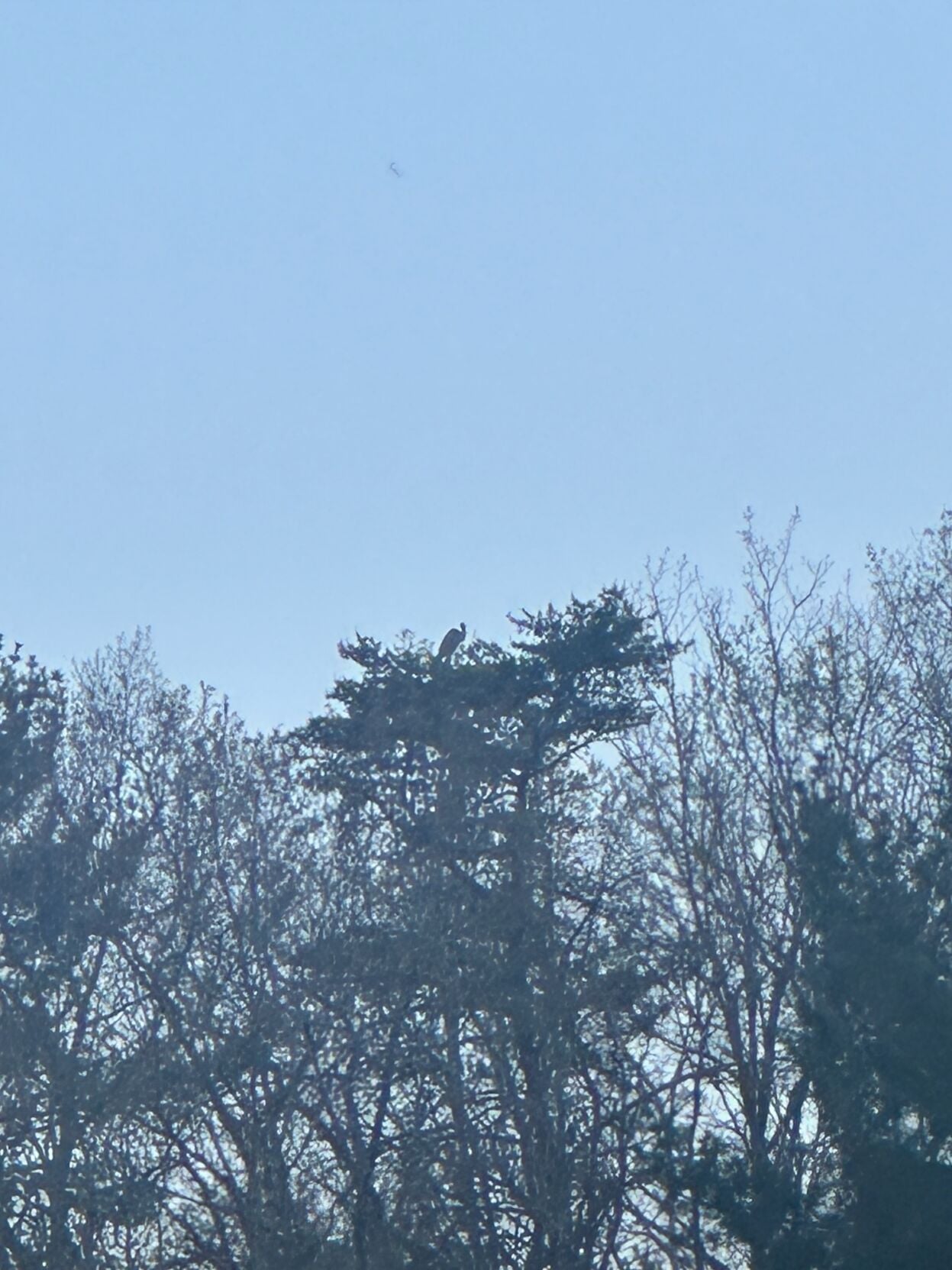 seasons heron