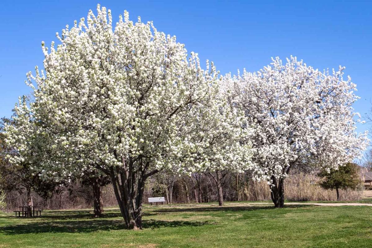 Stopping Invasives