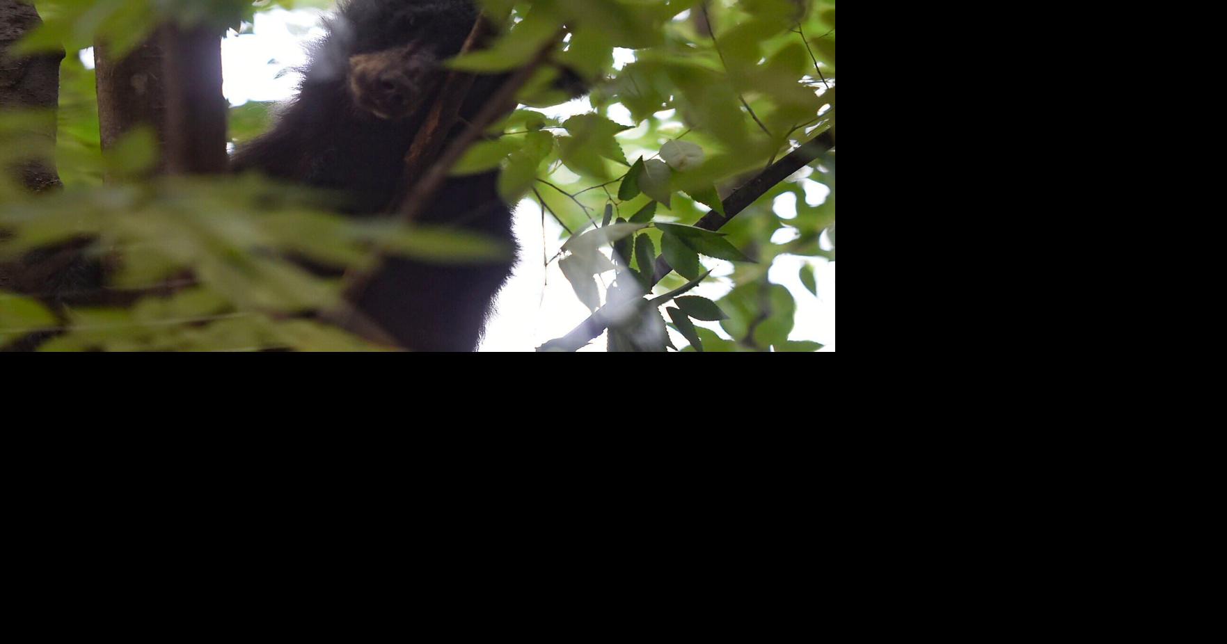 Young bear rescued from Roanoke's Market Square tree euthanized