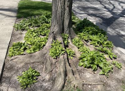 Myers - Hostas tree roots