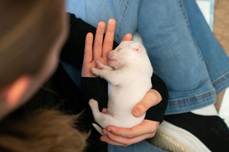 Pet Rescue Flights