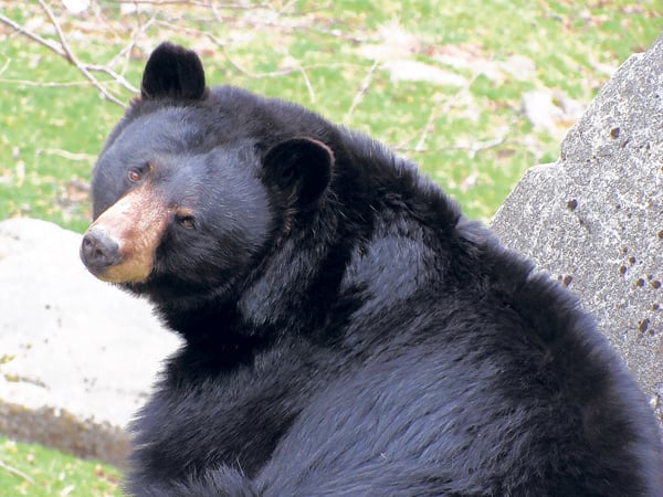 Bear sightings reported in Bland, Wythe