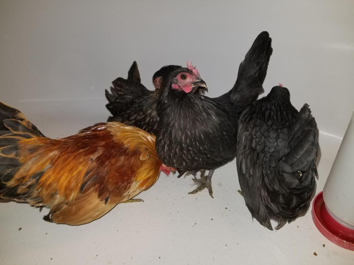 Cold Weather Makes Farmers Take Extra Precautions Protecting Animals