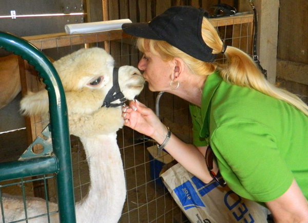 alpacas0413
