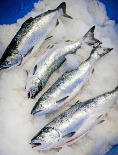SPC frozen coho