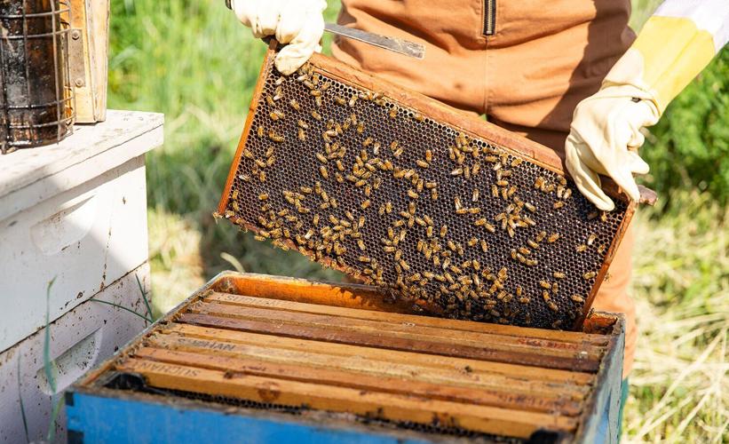 Fat Head Farms hive (no caption)