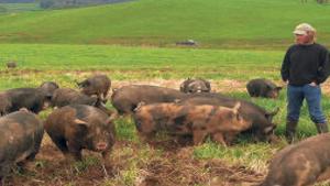 Wythe County Farmer Raises Fine Dining Swine Wytheville News