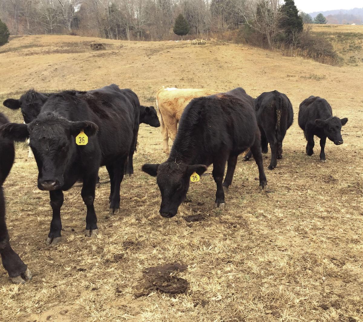 Drought affects local cattle pastures Washington News