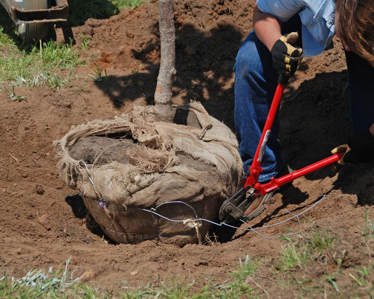 Myers root ball