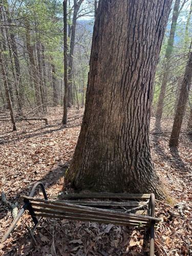 Witness tree