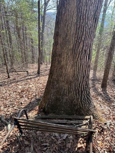 Witness tree