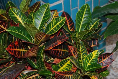 Myers-Crotons