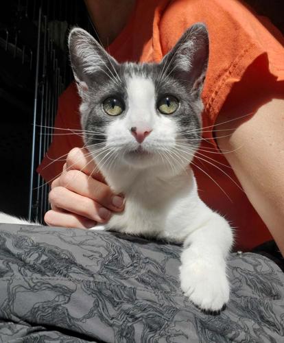 100826-fly-news-pets-dustin75best.jpg